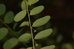 Phyllanthus gunnii