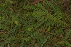 Phyllanthus gunnii