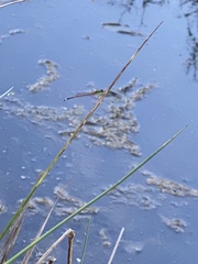 Ischnura aurora aurora