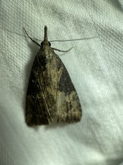 Hypena humuli