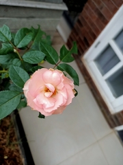 Rosa