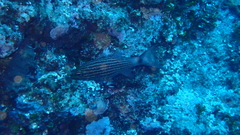 Cheilodipterus macrodon