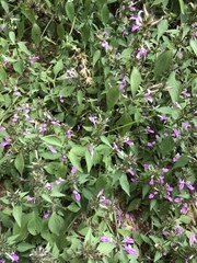 Dicliptera clinopodia