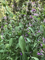 Dicliptera clinopodia