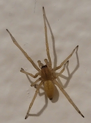 Cheiracanthium inclusum