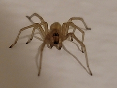 Cheiracanthium inclusum