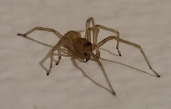 Cheiracanthium inclusum