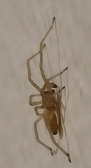 Cheiracanthium inclusum