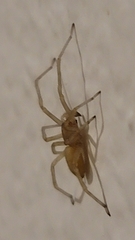 Cheiracanthium inclusum