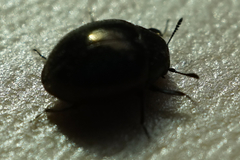 Byrrhidae