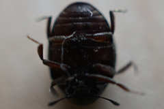 Byrrhidae