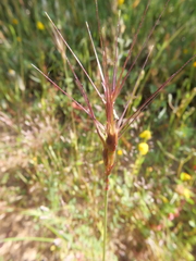 Aegilops biuncialis