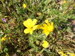 Glebionis coronaria