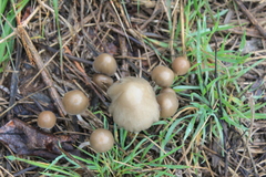 Coprinopsis marcescibilis