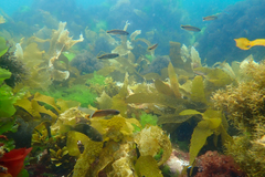 Trachinops caudimaculatus