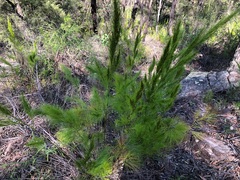 Caustis blakei macrantha