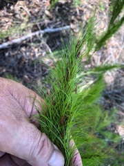 Caustis blakei macrantha