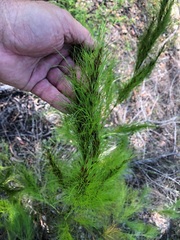 Caustis blakei macrantha