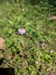 Mazus stachydifolius