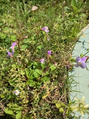 Mazus stachydifolius