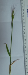 Aegilops biuncialis