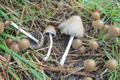 Coprinopsis marcescibilis