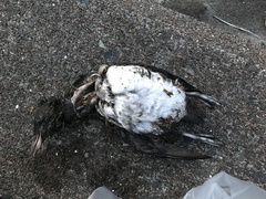 Cerorhinca monocerata