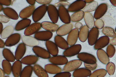 Coprinopsis marcescibilis