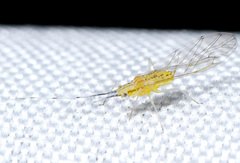 Takecallis arundinariae