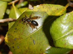 Andrena crataegi