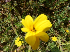 Glebionis coronaria