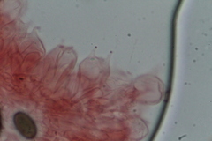 Coprinopsis marcescibilis