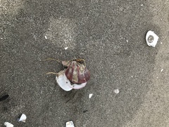 Swiftopecten swiftii