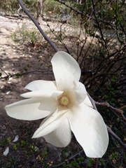 Magnolia denudata