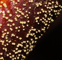 Lachnum pteridophyllum