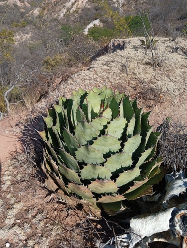 Agave potatorum