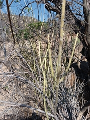 Euphorbia rossiana