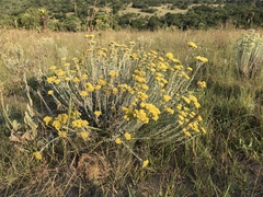 Helichrysum callicomum
