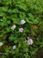 Mazus stachydifolius