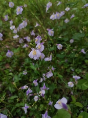 Mazus stachydifolius