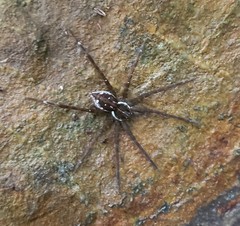 Dolomedes mizhoanus