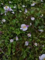 Mazus stachydifolius