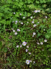 Mazus stachydifolius