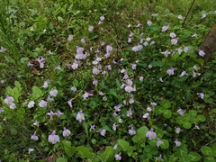 Mazus stachydifolius