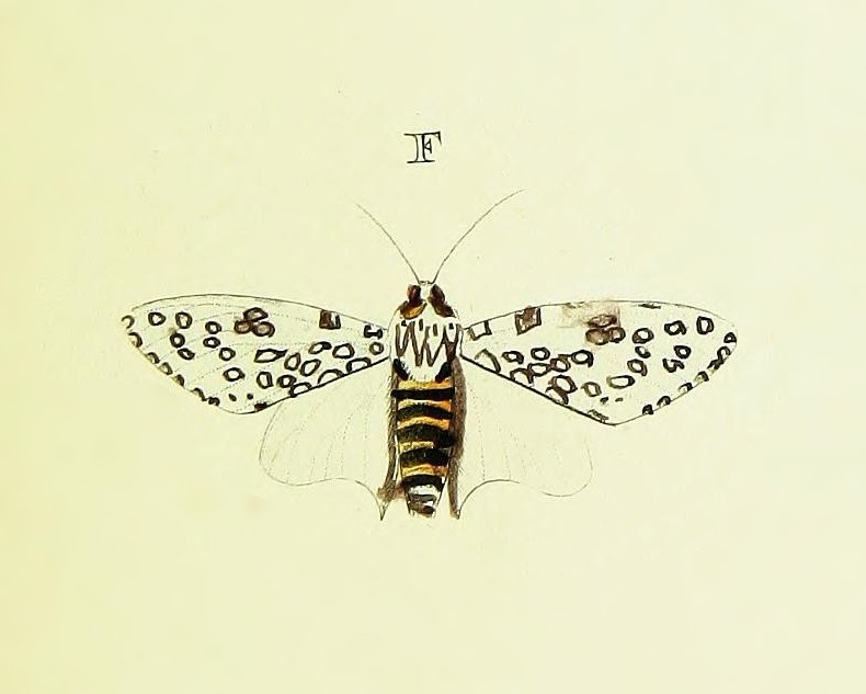 Hypercompe orsa