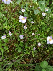 Mazus stachydifolius