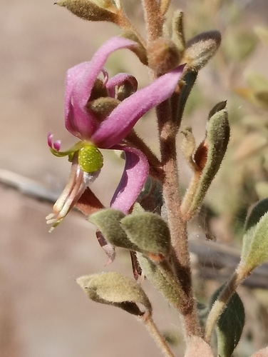 Image of Krameria cytisoides by (c) Ulises Emmanuel Martínez Burgos, some rights reserved (CC BY)