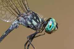 Micrathyria pseudeximia