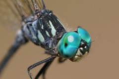 Micrathyria pseudeximia