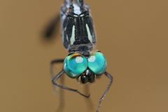 Micrathyria pseudeximia